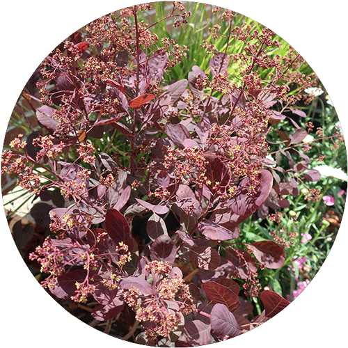 Top down view of Purple Smoke Bush.